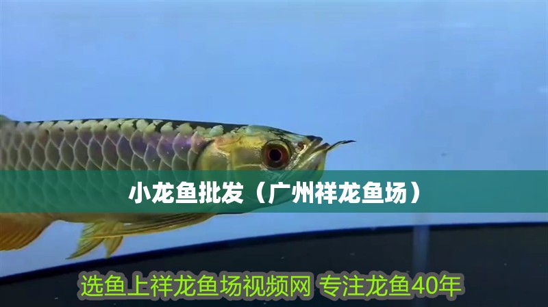 小龍魚批發（廣州祥龍魚場） 小龍魚批發（廣州祥龍魚場） 龍魚百科