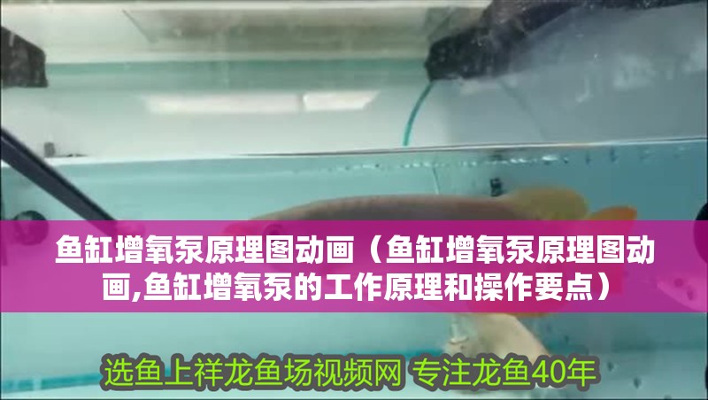 魚缸增氧泵原理圖動畫（魚缸增氧泵原理圖動畫,魚缸增氧泵的工作原理和操作要點(diǎn)） 魚缸增氧泵原理圖動畫（魚缸增氧泵原理圖動畫,魚缸增氧泵的工作原理和操作要點(diǎn)） 魚缸百科