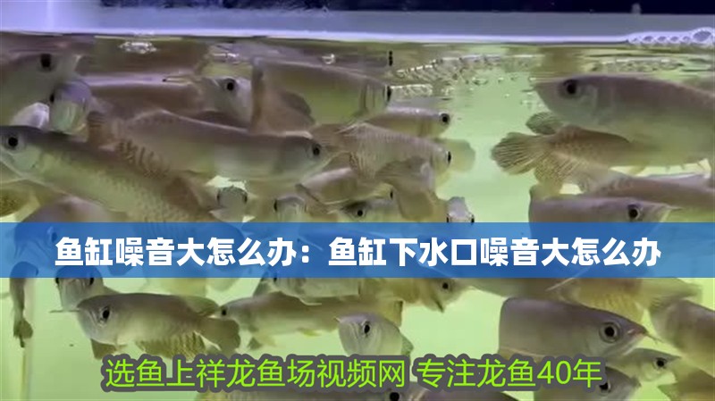 魚缸噪音大怎么辦：魚缸下水口噪音大怎么辦 魚缸噪音大怎么辦：魚缸下水口噪音大怎么辦 魚缸百科