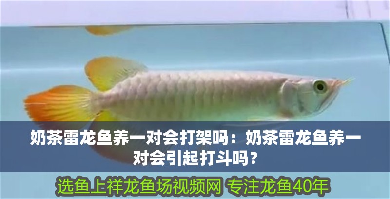 奶茶雷龍魚養一對會打架嗎：奶茶雷龍魚養一對會引起打斗嗎？ 奶茶雷龍魚養一對會打架嗎：奶茶雷龍魚養一對會引起打斗嗎？ 龍魚百科