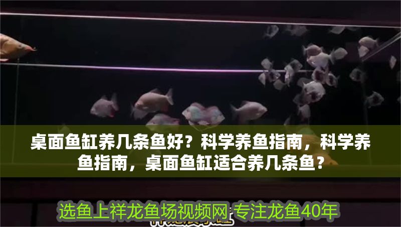 桌面魚缸養幾條魚好?科學養魚指南,科學養魚指南,桌面魚缸適合養幾條魚? 龍魚百科 第1張 桌面魚缸養幾條魚好?科學養魚指南,科學養魚指南,桌面魚缸適合養幾條魚? 桌面魚缸養幾條魚好?科學養魚指南,科學養魚指南,桌面魚缸適合養幾條魚? 龍魚百科 第1張