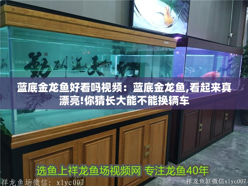 藍底金龍魚好看嗎視頻：藍底金龍魚,看起來真漂亮!你猜長大能不能換輛車 藍底金龍魚好看嗎視頻：藍底金龍魚,看起來真漂亮!你猜長大能不能換輛車 龍魚百科