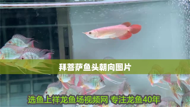 拜菩薩魚頭朝向圖片