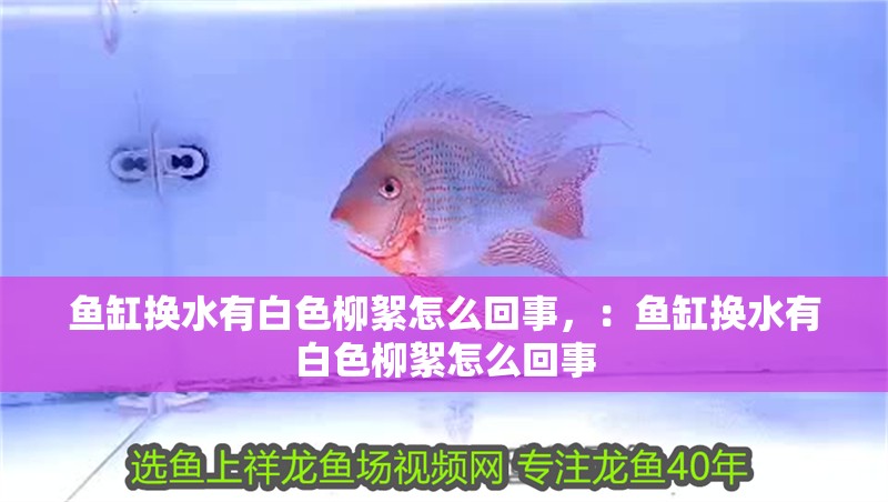 魚缸換水有白色柳絮怎么回事，：魚缸換水有白色柳絮怎么回事