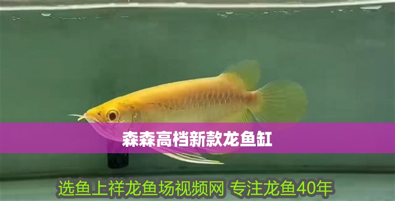 森森高檔新款龍魚缸