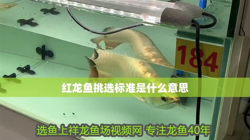 紅龍魚挑選標準是什么意思 紅龍魚挑選標準是什么意思 龍魚百科