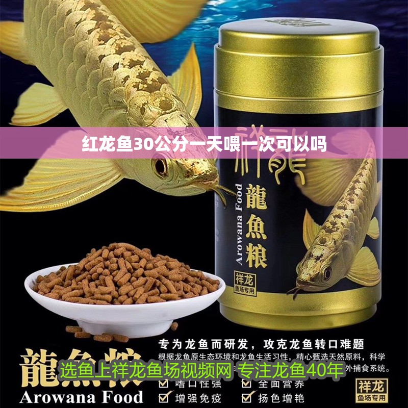 紅龍魚30公分一天喂一次可以嗎