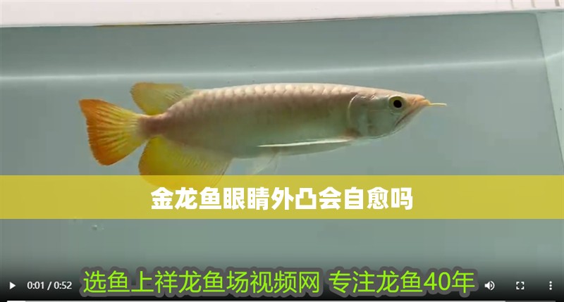 金龍魚眼睛外凸會自愈嗎