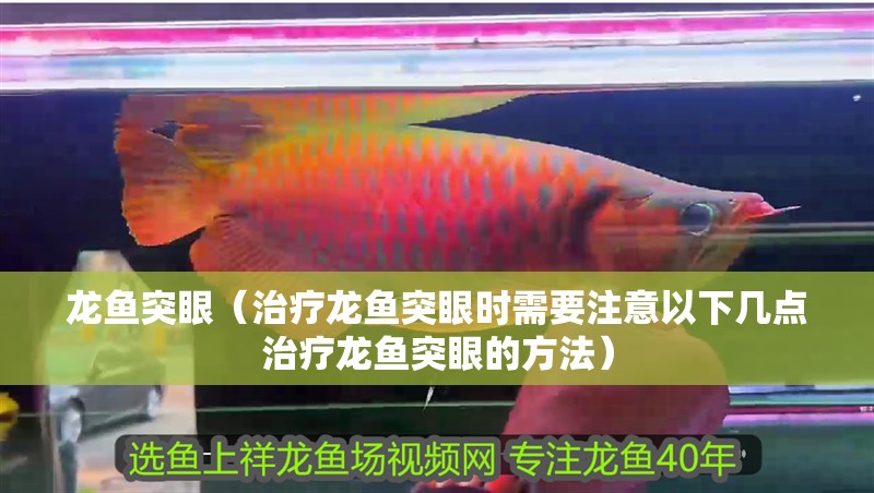 龍魚突眼（治療龍魚突眼時需要注意以下幾點治療龍魚突眼的方法）