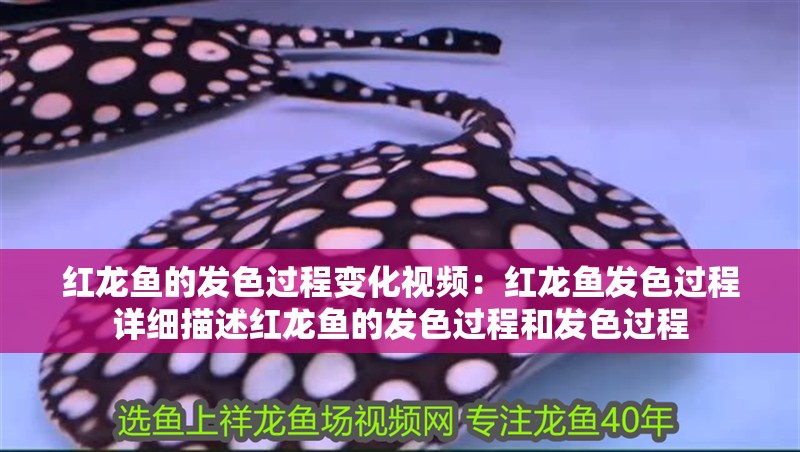 鸚鵡魚和銀龍魚混養(yǎng)怎樣喂食 紅龍魚的發(fā)色過程變化視頻:紅龍魚發(fā)色過程詳細描述紅龍魚的發(fā)色過程和發(fā)色過程 龍魚百科 紅龍魚的發(fā)色過程變化視頻:紅龍魚發(fā)色過程詳細描述紅龍魚的發(fā)色過程和發(fā)色過程 紅龍魚的發(fā)色過程變化視頻:紅龍魚發(fā)色過程詳細描述紅龍魚的發(fā)色過程和發(fā)色過程 龍魚百科