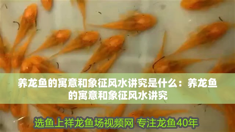 龍魚干蝦有營養嗎 養龍魚的寓意和象征風水講究是什么:養龍魚的寓意和象征風水講究 龍魚百科 養龍魚的寓意和象征風水講究是什么:養龍魚的寓意和象征風水講究 養龍魚的寓意和象征風水講究是什么:養龍魚的寓意和象征風水講究 龍魚百科
