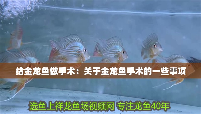 給金龍魚做手術(shù)：關(guān)于金龍魚手術(shù)的一些事項