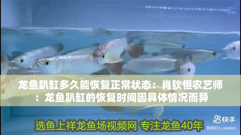 龍魚趴缸多久能恢復正常狀態：肖欽恒農藝師：龍魚趴缸的恢復時間因具體情況而異