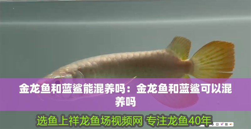 金龍魚和藍鯊能混養嗎：金龍魚和藍鯊可以混養嗎