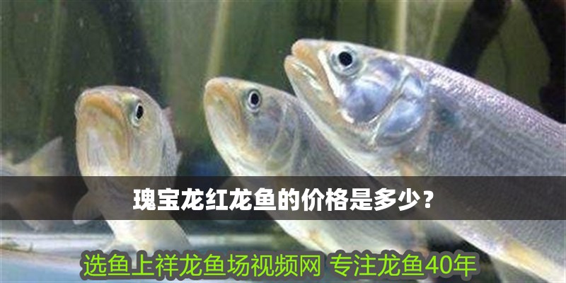 瑰寶龍紅龍魚的價格是多少？