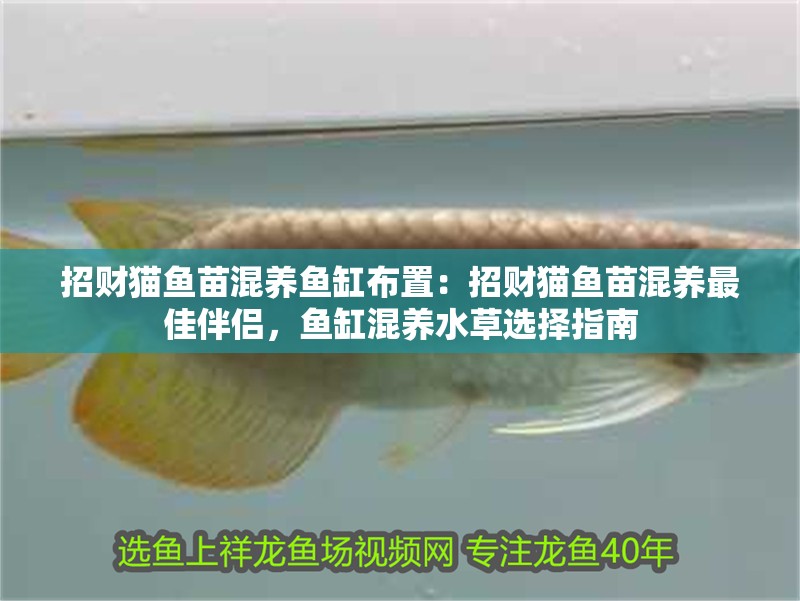 招財貓魚苗混養魚缸布置：招財貓魚苗混養最佳伴侶，魚缸混養水草選擇指南