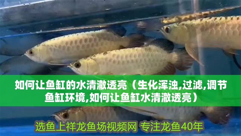 如何讓魚缸的水清澈透亮（生化渾濁,過濾,調節魚缸環境,如何讓魚缸水清澈透亮）