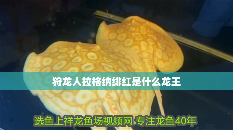 狩龍人拉格納緋紅是什么龍王 狩龍人拉格納緋紅是什么龍王 龍魚論壇