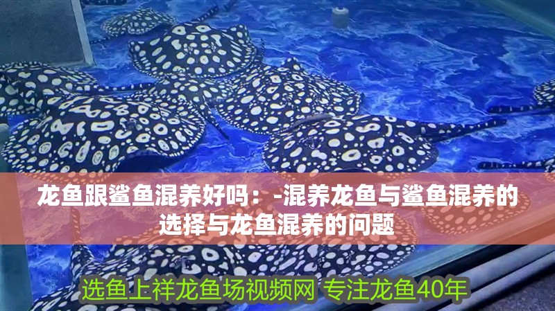 龍魚跟鯊魚混養好嗎：-混養龍魚與鯊魚混養的選擇與龍魚混養的問題 龍魚跟鯊魚混養好嗎：-混養龍魚與鯊魚混養的選擇與龍魚混養的問題 龍魚百科