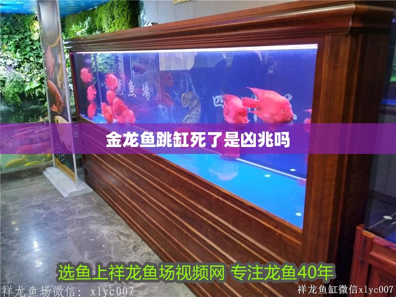 金龍魚跳缸死了是兇兆嗎