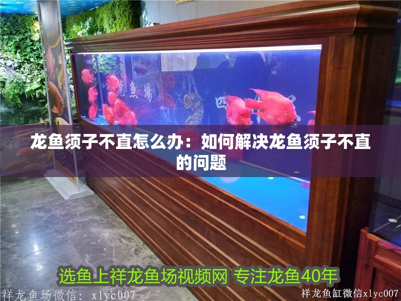 龍魚須子不直怎么辦：如何解決龍魚須子不直的問題 龍魚須子不直怎么辦：如何解決龍魚須子不直的問題 龍魚百科