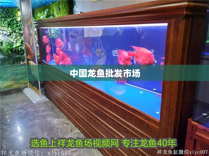中國龍魚批發(fā)市場