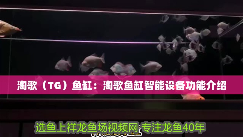 淘歌（TG）魚缸：淘歌魚缸智能設備功能介紹