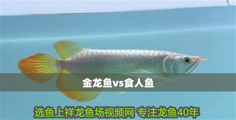 金龍魚vs食人魚