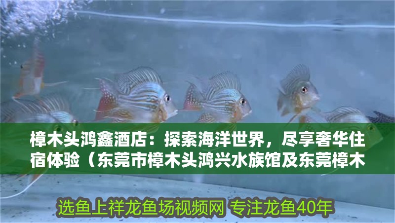 樟木頭鴻鑫酒店：探索海洋世界，盡享奢華住宿體驗（東莞市樟木頭鴻興水族館及東莞樟木頭鴻鑫酒店：探索海洋世界）
