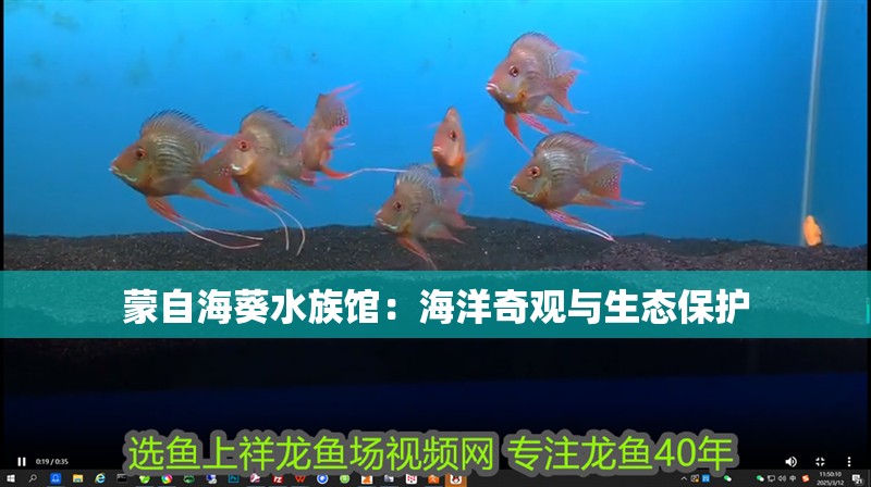 蒙自海葵水族館：海洋奇觀與生態保護 蒙自海葵水族館：海洋奇觀與生態保護 全國水族館企業名錄