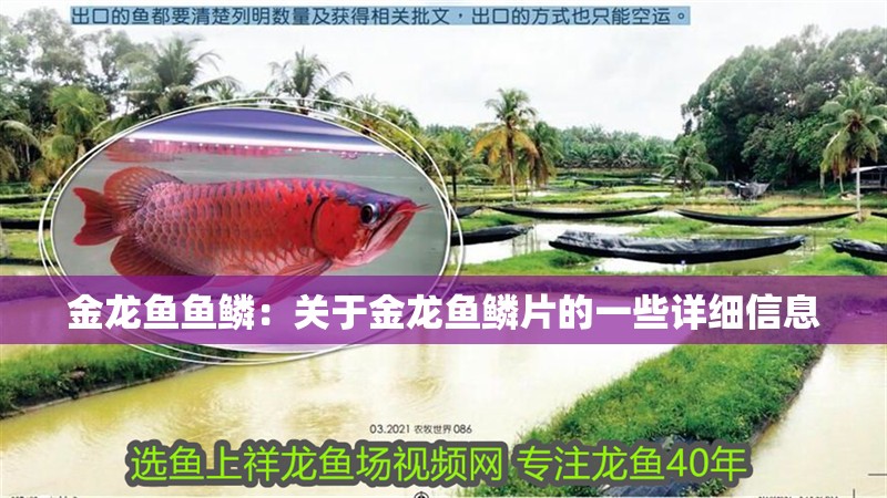 金龍魚魚鱗：關于金龍魚鱗片的一些詳細信息