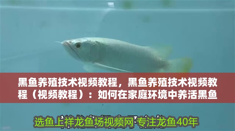 黑魚養殖技術視頻教程，黑魚養殖技術視頻教程（視頻教程）：如何在家庭環境中養活黑魚