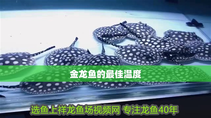 金龍魚的最佳溫度