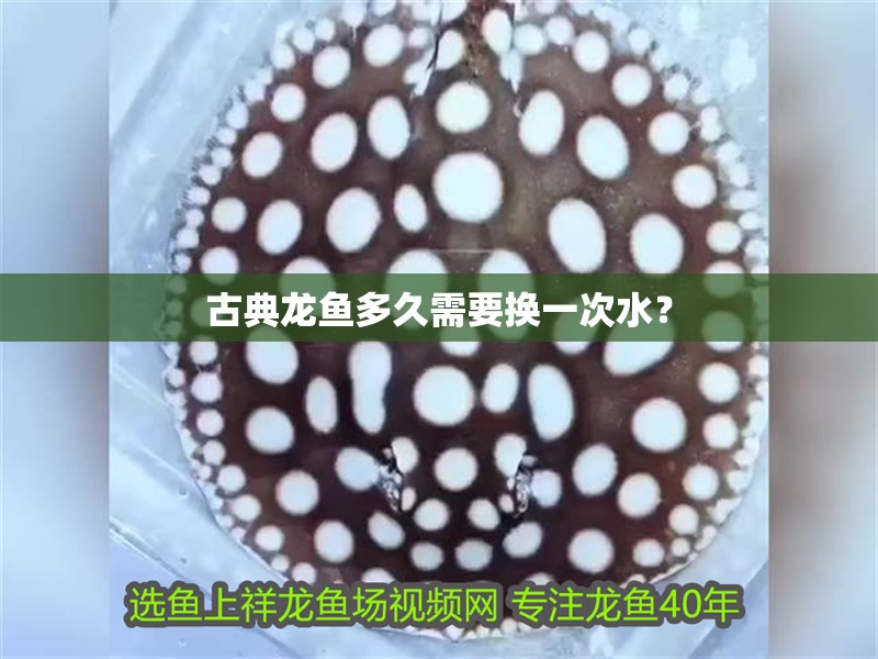 古典龍魚多久需要換一次水？