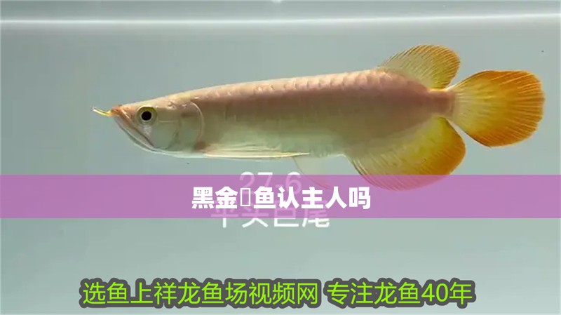 黑金魟魚認主人嗎 黑金魟魚認主人嗎 龍魚論壇