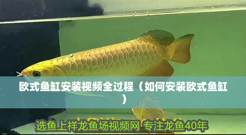 歐式魚缸安裝視頻全過程（如何安裝歐式魚缸）