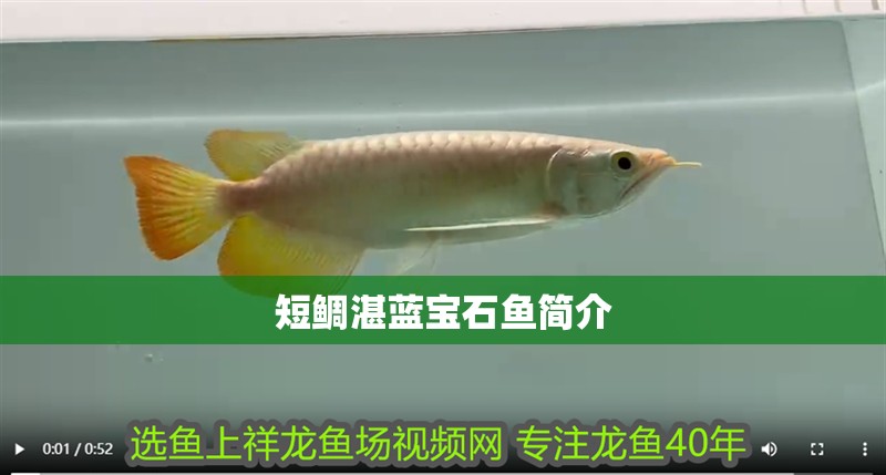 龍魚干蝦有營養嗎 短鯛湛藍寶石魚簡介 龍魚論壇 短鯛湛藍寶石魚簡介 短鯛湛藍寶石魚簡介 龍魚論壇