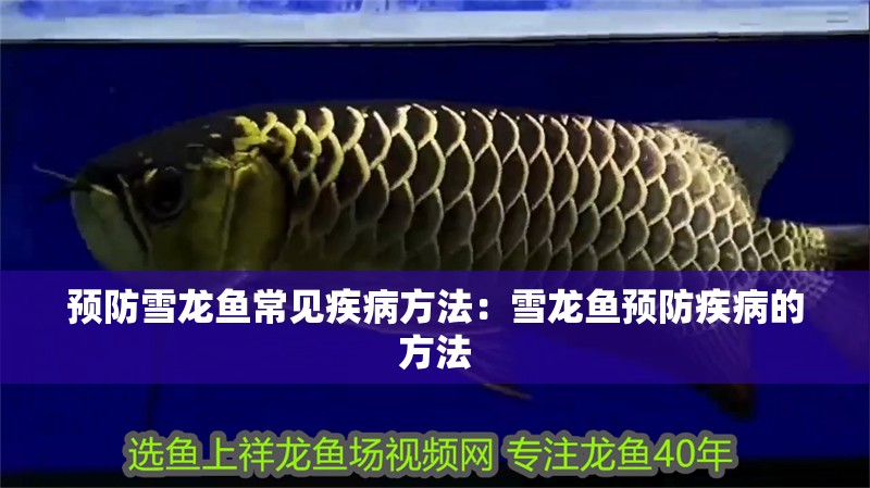 預防雪龍魚常見疾病方法：雪龍魚預防疾病的方法
