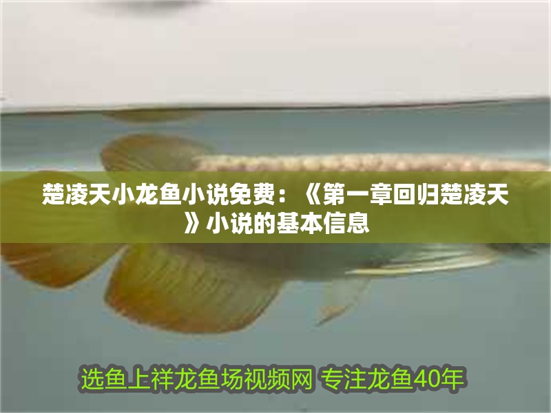 楚凌天小龍魚小說免費：《第一章回歸楚凌天》小說的基本信息