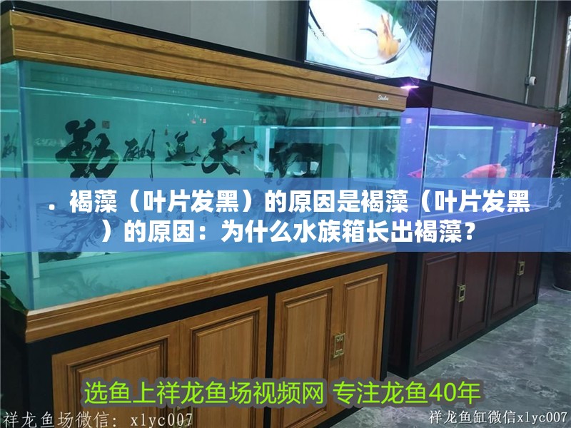 ．褐藻（葉片發黑）的原因是褐藻（葉片發黑）的原因：為什么水族箱長出褐藻？ ．褐藻（葉片發黑）的原因是褐藻（葉片發黑）的原因：為什么水族箱長出褐藻？ 魚缸百科