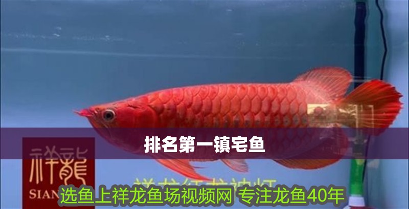 排名第一鎮宅魚