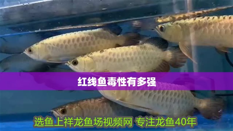 紅線魚毒性有多強 紅線魚毒性有多強 龍魚論壇