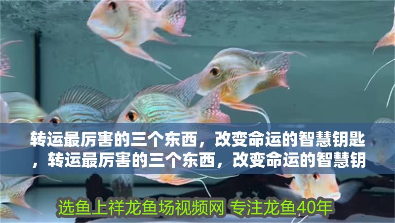 轉運最厲害的三個東西,改變命運的智慧鑰匙,轉運最厲害的三個東西,改變命運的智慧鑰匙 龍魚百科 第1張 轉運最厲害的三個東西,改變命運的智慧鑰匙,轉運最厲害的三個東西,改變命運的智慧鑰匙 轉運最厲害的三個東西,改變命運的智慧鑰匙,轉運最厲害的三個東西,改變命運的智慧鑰匙 龍魚百科 第1張