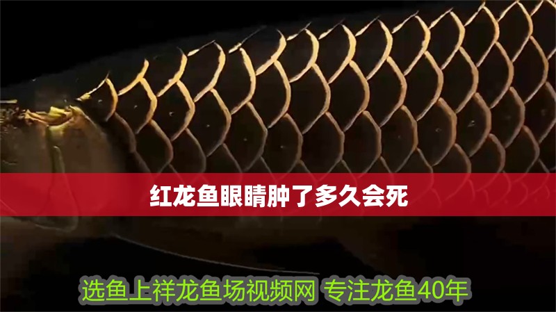 紅龍魚眼睛腫了多久會死