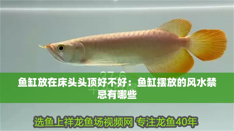 魚缸放在床頭頭頂好不好：魚缸擺放的風(fēng)水禁忌有哪些 魚缸放在床頭頭頂好不好：魚缸擺放的風(fēng)水禁忌有哪些 魚缸百科