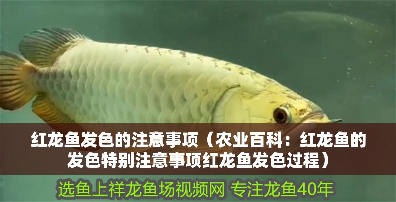 紅龍魚發色的注意事項（農業百科：紅龍魚的發色特別注意事項紅龍魚發色過程）