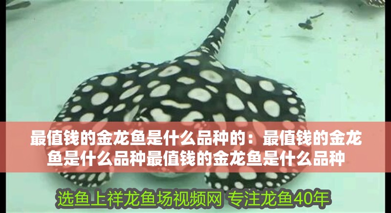 最值錢的金龍魚是什么品種的：最值錢的金龍魚是什么品種最值錢的金龍魚是什么品種