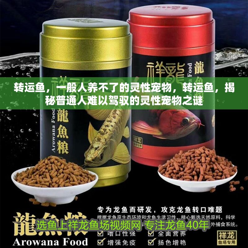 轉運魚,一般人養不了的靈性寵物,轉運魚,揭秘普通人難以駕馭的靈性寵物之謎 龍魚百科 第1張 轉運魚,一般人養不了的靈性寵物,轉運魚,揭秘普通人難以駕馭的靈性寵物之謎 轉運魚,一般人養不了的靈性寵物,轉運魚,揭秘普通人難以駕馭的靈性寵物之謎 龍魚百科 第1張