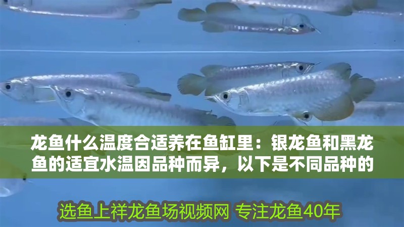 龍魚什么溫度合適養在魚缸里：銀龍魚和黑龍魚的適宜水溫因品種而異，以下是不同品種的龍魚