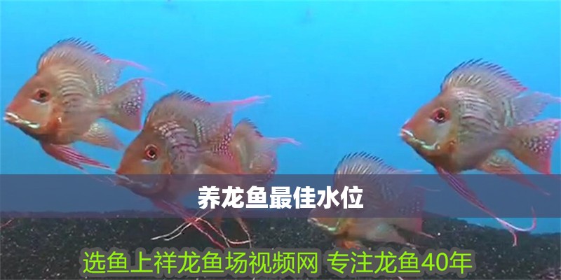 養(yǎng)龍魚最佳水位